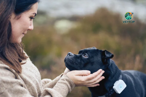 Wearables para Cães 2vettop% Wearables para Cães