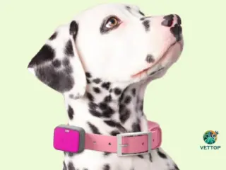 Wearables para Cães