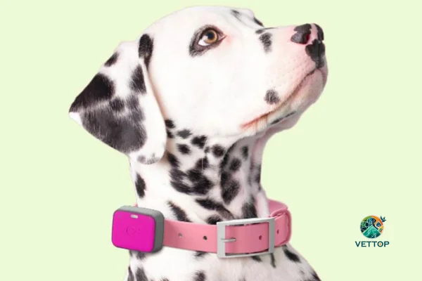 Wearables para Cães