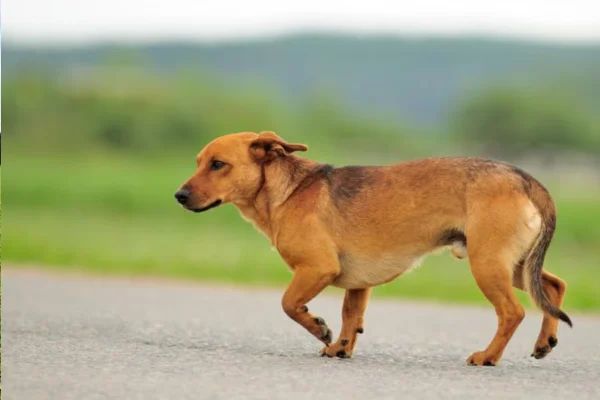 Cachorro Mancando: Causas, Diagnóstico e Tratamento 1vettop% Cachorro Mancando