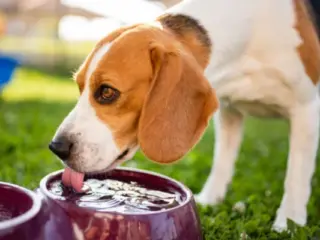 Cachorro bebendo muita água: é normal ou pode ser doença?