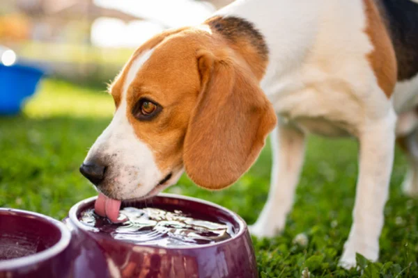Cachorro bebendo muita água: é normal ou pode ser doença?