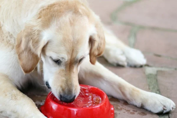 Cachorro bebendo muita água: é normal ou pode ser doença? 2vettop% Cachorro bebendo muita água: é normal ou pode ser doença?