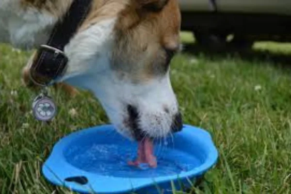 Cachorro bebendo muita água: é normal ou pode ser doença? 1vettop% Cachorro bebendo muita água: é normal ou pode ser doença?
