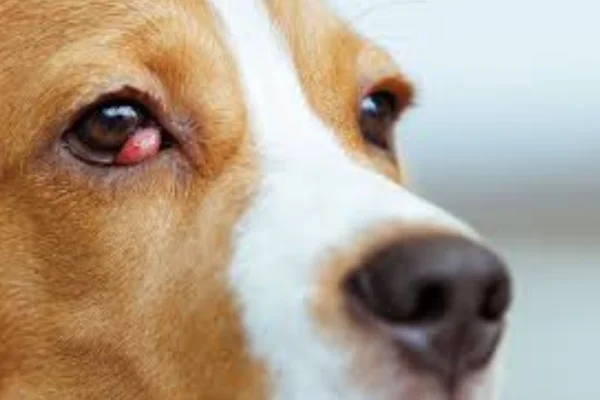 Cachorro com Olho Vermelho: O Que Pode Ser? 2vettop% Cachorro com Olho Vermelho: O Que Pode Ser?