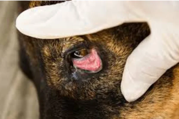 Cachorro com Olho Vermelho: O Que Pode Ser? 1vettop% Cachorro com Olho Vermelho: O Que Pode Ser?