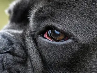 Cachorro com Olho Vermelho: O Que Pode Ser?