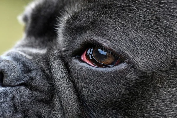 Cachorro com Olho Vermelho: O Que Pode Ser?
