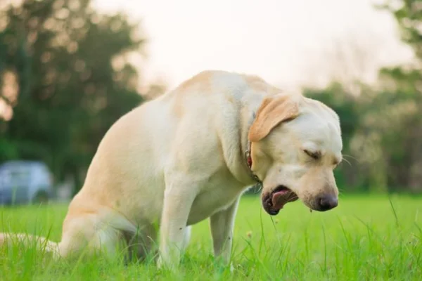Cachorro com Tosse: Pode Ser Grave? 1vettop% Cachorro com Tosse: Pode Ser Grave?