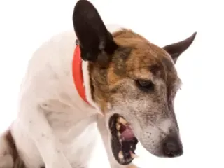 Cachorro com Tosse: Pode Ser Grave?