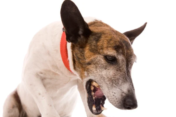 Cachorro com Tosse: Pode Ser Grave?