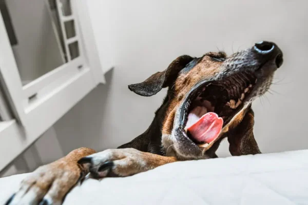 Cachorro com Tosse: Pode Ser Grave? 2vettop% Cachorro com Tosse: Pode Ser Grave?