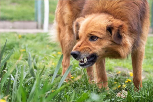 Cachorro rosnando para o dono: o que fazer? 1vettop% Cachorro rosnando para o dono: o que fazer?