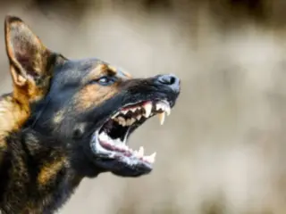 Cachorro rosnando para o dono: o que fazer?