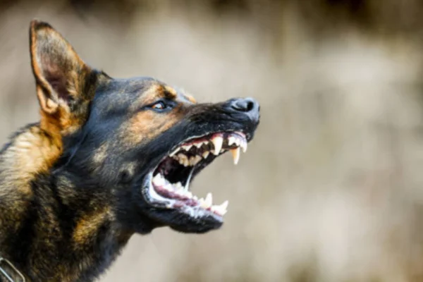 Cachorro rosnando para o dono: o que fazer?