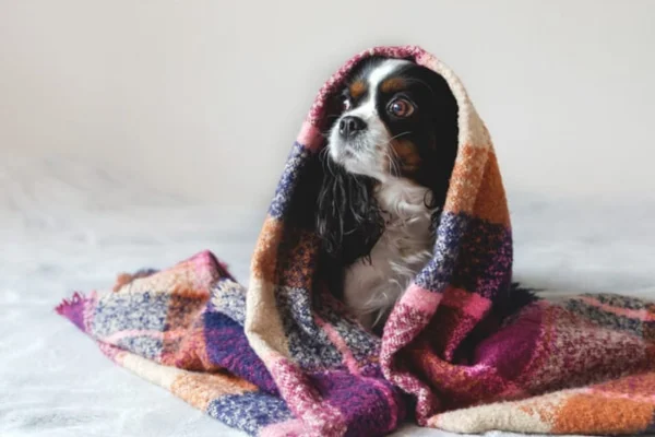 Cachorro tremendo: frio, dor ou doença? 2vettop% Cachorro tremendo frio, dor ou doença