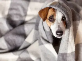 Cachorro tremendo frio, dor ou doença