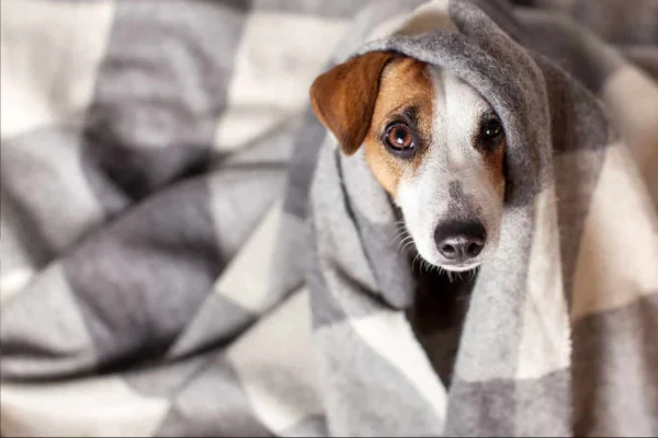 Cachorro tremendo: frio, dor ou doença?