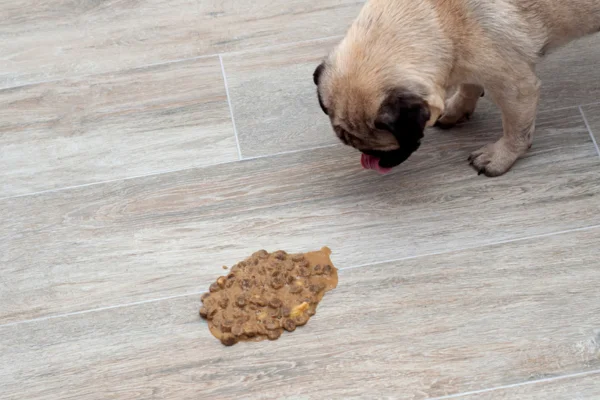 Cachorro vomitando: quando é grave? 1vettop% Cachorro vomitando: quando é grave?