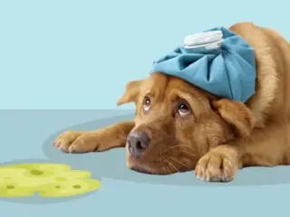 Cachorro vomitando: quando é grave?