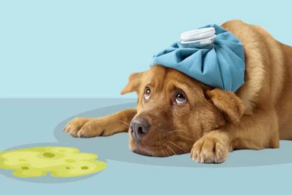 Cachorro vomitando: quando é grave?