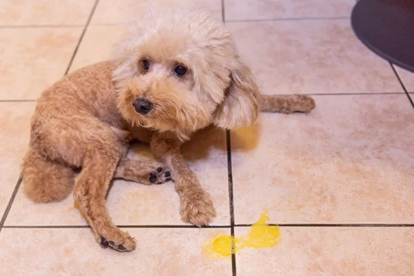 Cachorro vomitando: quando é grave? 2vettop% Cachorro vomitando: quando é grave?