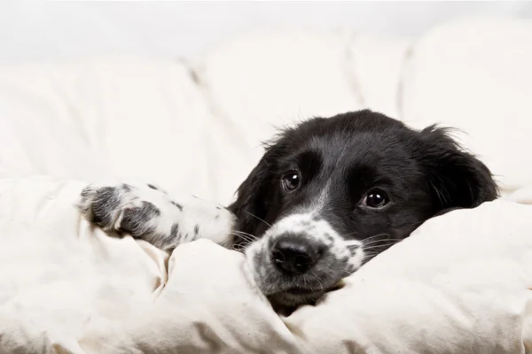 Cachorros com espasmos: o que pode ser? 2vettop% Cachorros com espasmos: o que pode ser?