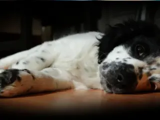 Cachorros com espasmos: o que pode ser?