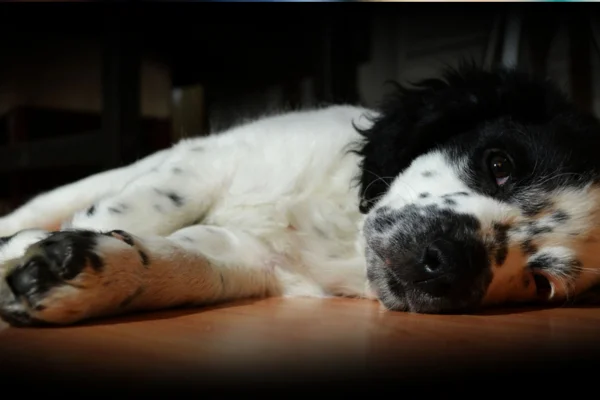 Cachorros com espasmos: o que pode ser?