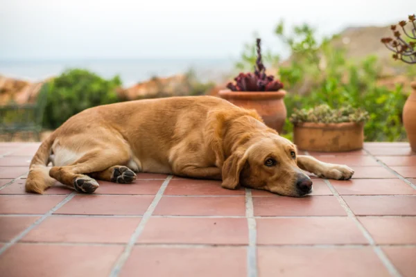 Cachorros com espasmos: o que pode ser? 1vettop% Cachorros com espasmos: o que pode ser?