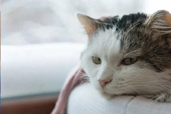 Como evitar a gripe felina? 2vettop% Como evitar a gripe felina (2) (1)