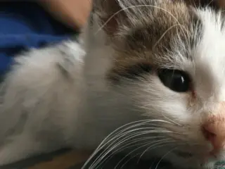 Como evitar a gripe felina (2) (1)