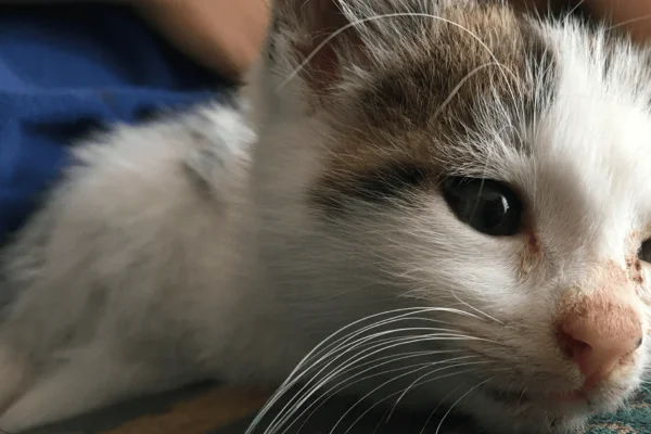 Como evitar a gripe felina?