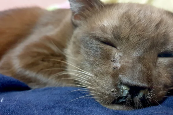 Como evitar a gripe felina? 1vettop% Como evitar a gripe felina (2) (1)