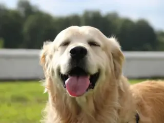 Personalidade do Golden Retriever