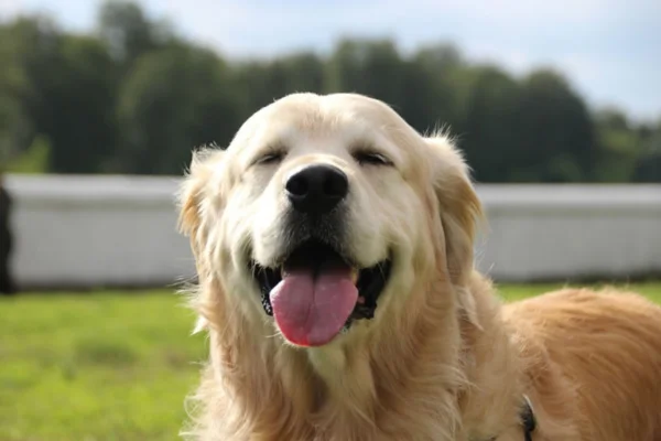 Personalidade do Golden Retriever: Guia Completo