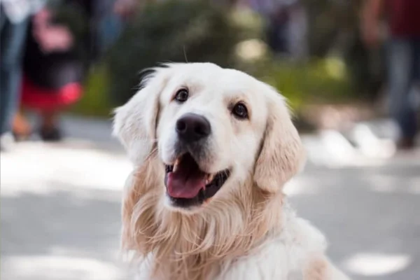 Personalidade do Golden Retriever: Guia Completo 2vettop% Personalidade do Golden Retriever