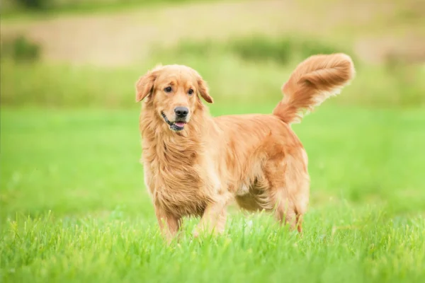 Personalidade do Golden Retriever: Guia Completo 1vettop% Personalidade do Golden Retriever