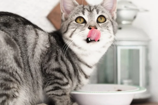 Quanta ração úmida um gato pode comer por dia? 1vettop% Quanta ração úmida um gato pode comer por dia?