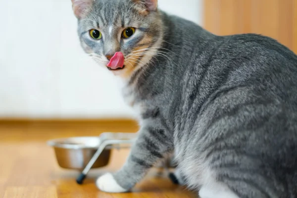 Quanta ração úmida um gato pode comer por dia? 2vettop% Quanta ração úmida um gato pode comer por dia?
