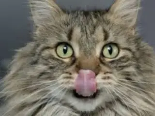 Quanta ração úmida um gato pode comer por dia?