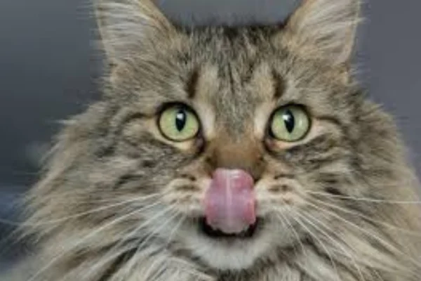 Quanta ração úmida um gato pode comer por dia?
