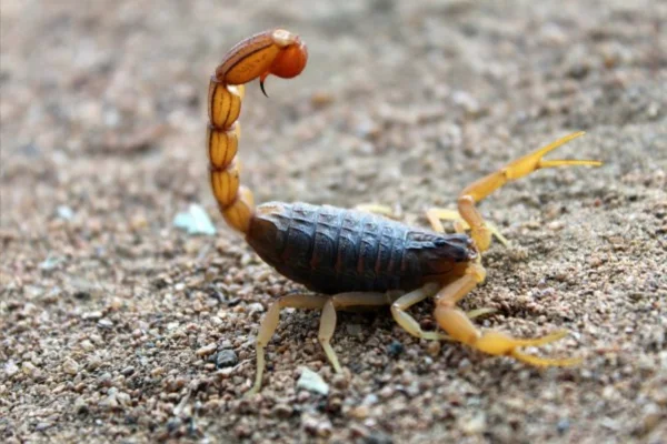 Como Saber se um Escorpião é Venenoso 1vettop% Como Saber Se Um Escorpião é Venenoso