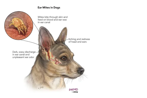 Otite em cachorro: como identificar, tratar. 2vettop% Otite em cachorro: como identificar, tratar