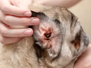 Otite em cachorro: como identificar, tratar