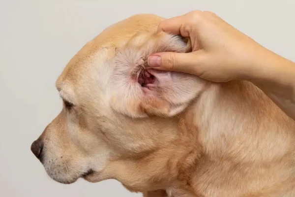 Otite em cachorro: como identificar, tratar. 1vettop% Otite em cachorro: como identificar, tratar