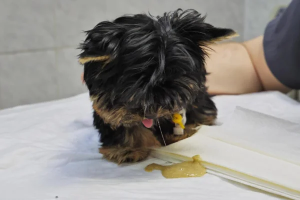 Cachorro vomitando: quando é grave? 1vettop% Cachorro vomitando