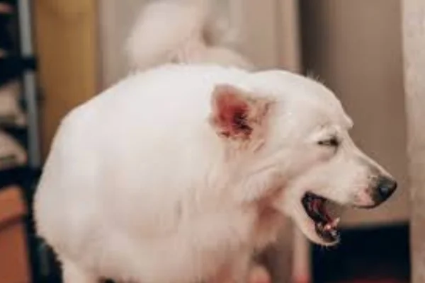 Cachorro vomitando: quando é grave? 2vettop% Cachorro vomitando