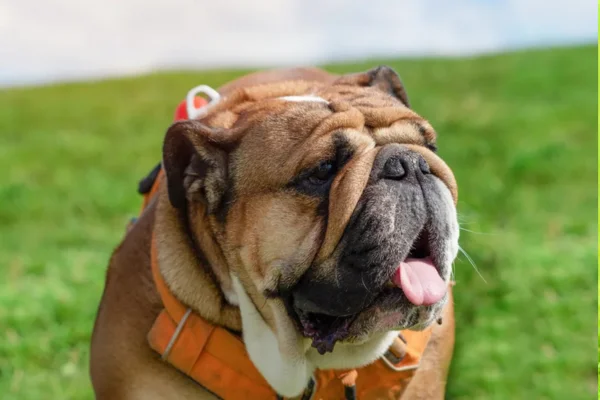 Obesidade em Cães: Como Identificar 1vettop% Obesidade em Cães 1