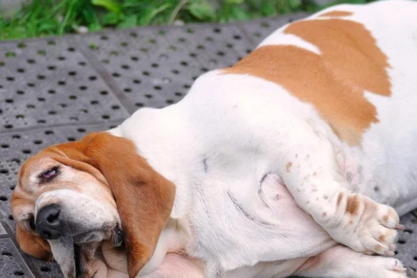 Obesidade em Cães: Como Identificar 2vettop% Obesidade em Cães